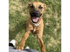 Adopt Dill Prickles a Mixed Breed