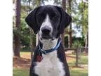 Adopt Buddy a Mixed Breed