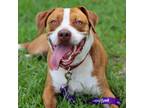 Adopt Shrek a Mixed Breed