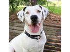 Adopt Domino a Mixed Breed