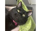 Adopt Sampson a Domestic Short Hair