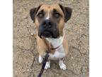Adopt Clyde a Boxer, Mixed Breed