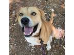 Adopt Spud a Yellow Labrador Retriever, Mixed Breed