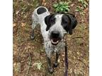 Adopt Blue a Bluetick Coonhound