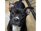 Adopt Arnold a Pit Bull Terrier