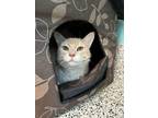 Adopt Jack a Domestic Short Hair