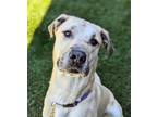 Adopt Jack a Great Dane, Mixed Breed