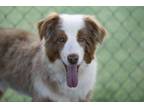 Adopt Everett a Australian Shepherd