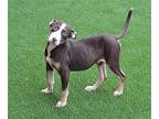 POOKA Bull Terrier Puppy Male