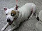 DARLA Staffordshire Bull Terrier Adult Female