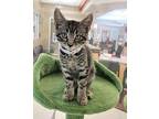 Malachite Domestic Mediumhair Kitten Male