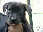 BILLY Puppy Male