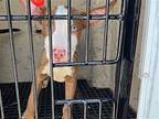 BARTOK Bull Terrier Puppy Male