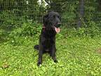Licorice Flat-Coated Retriever Adult Female