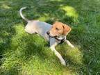 Grace Hound (Unknown Type) Adult Female