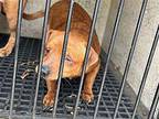 SMOKIE Black Mouth Cur Adult Male
