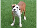 FREDDY American Bulldog Young Male
