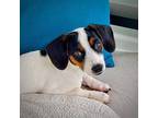 Brook and Ripple Rat Terrier Puppy Female