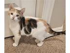 Ellie Domestic Shorthair Kitten Female