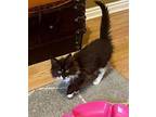 MJ Domestic Longhair Kitten Male