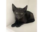Walter Domestic Shorthair Kitten Male
