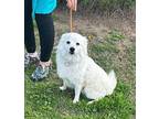 SAM American Eskimo Dog Young Male
