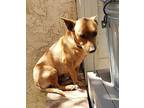 PATRICK Dachshund Adult Male