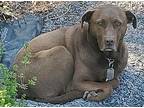 Mya Labrador Retriever Adult Female