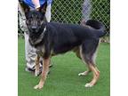 LUKE German Shepherd Dog Adult Male