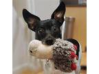 Raider (MI) Rat Terrier Adult Male
