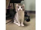 Varley Domestic Mediumhair Kitten Female