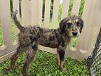 Showers Australian Shepherd Puppy Male
