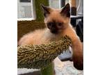 Ranger Siamese Kitten Male
