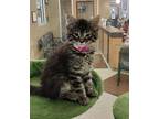 Jade Domestic Mediumhair Kitten Female