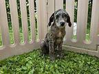 Lightning Australian Shepherd Puppy Male