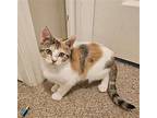Jasmine Domestic Shorthair Kitten Female
