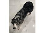 Teddy Australian Shepherd Adult Male