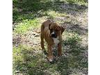 Kurt Boxer Puppy Male