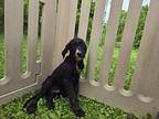 Cloud Australian Shepherd Puppy Male