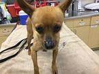 PEANUT Chihuahua Adult Male