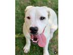 SALLY Labrador Retriever Puppy Female