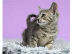 Rosie Domestic Shorthair Kitten Female