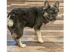Bennett French Bulldog Puppy Male