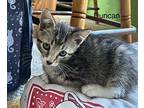 Duncan Tabby Kitten Male