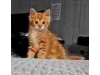 Marmalade Domestic Longhair Kitten Female