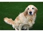 HONEY Golden Retriever Senior Female