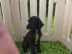 Moon Australian Shepherd Puppy Male