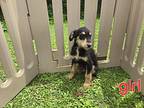Sunni Anatolian Shepherd Puppy Female