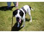Adopt Blueberry a Mixed Breed