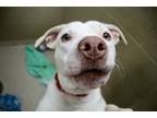 Adopt Cobalt a Mixed Breed